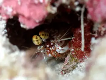 tiger mantis shrimp
