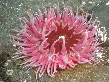Sand Rose Anemone