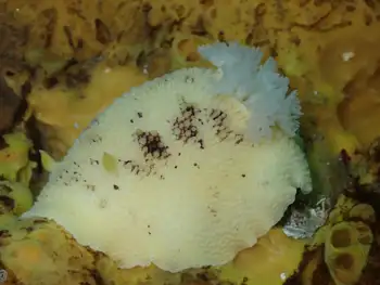 Noble Sea Lemon