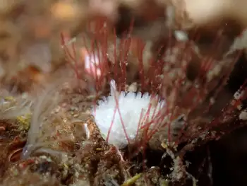 Porcupine Dorid