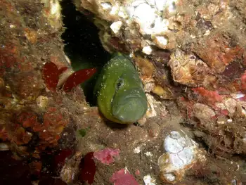 Longfin Gunnel