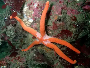 Armpit Blood Star