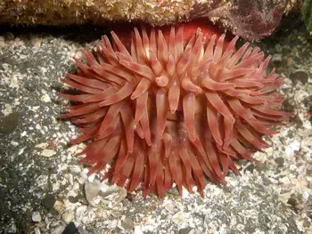 Painted Anemone