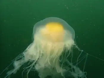 Egg Yolk Jelly