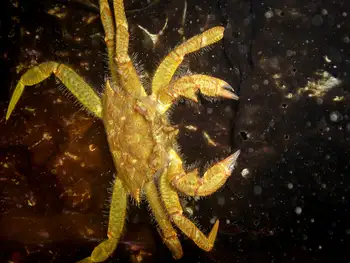 Helmet Crab