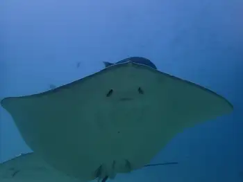 Sting Rays
