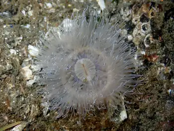 Short Plumose Anemone