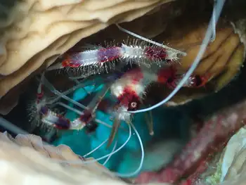 Banded Coral Shrimp
