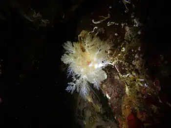 Stiff Footed Sea Cucumber