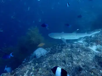 Whitetip Reef Shark