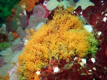 Hydroid