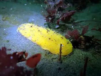 Monterey Sea Lemon