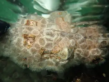 Short Plumose Anemones