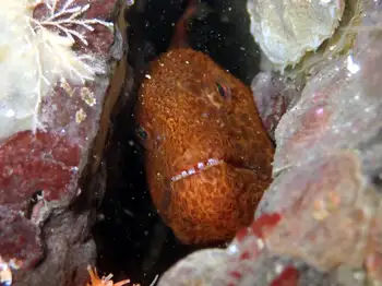 Juvenile Wolf Eel