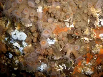 Orange Zoanthids