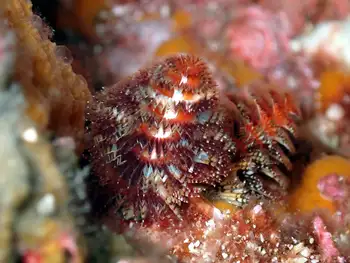 Feather Duster Worm
