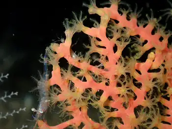 Dwarf Red Gorgonian Coral