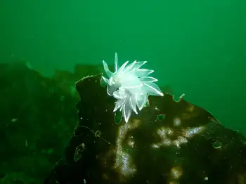 Alabaster Nudibranch