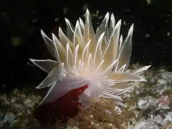 Alabaster Nudibranch