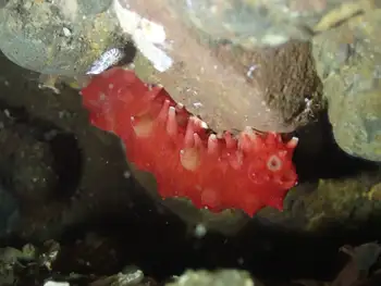 California Sea Cucumber