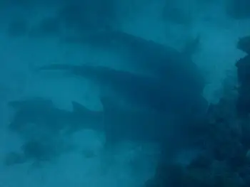 Nurse Sharks
