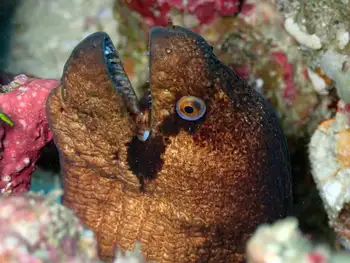 blackcheek moray eel
