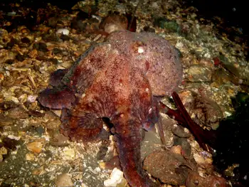 Giant Pacific Octopus