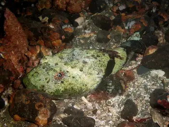 Great Sculpin