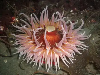 Sand Rose Anemone