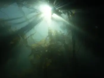 Kelp