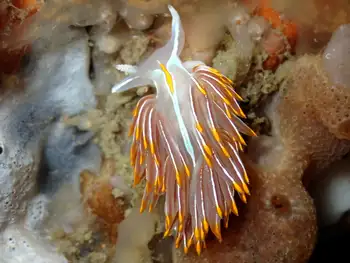 Horned Nudibranch
