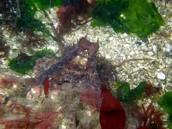 Giant Pacific Octopus