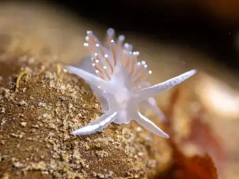 Red Gilled Nudibranch
