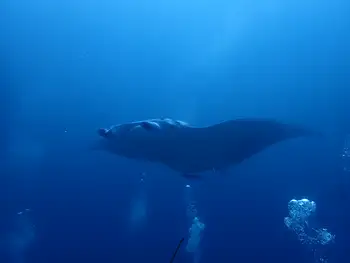 Reef Manta