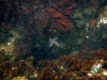 Ochre Star