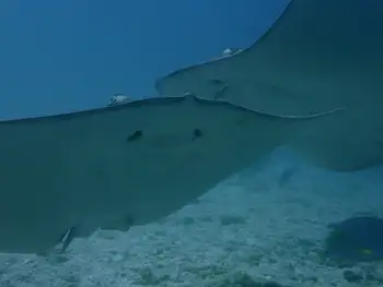 Sting Rays