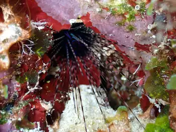 Black Sea Urchin