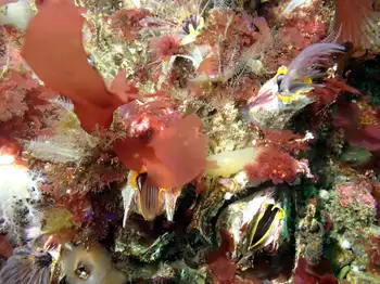 Giant Acorn Barnacles