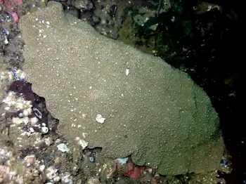 Gumboot Chiton