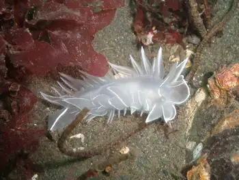 Alabaster Nudibranch