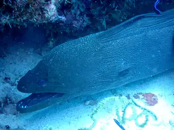 Giant Moray Eel