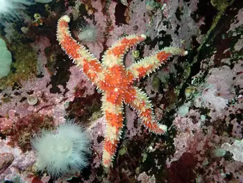 Rainbow Star