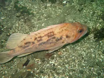 Rockfish