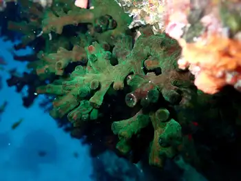 Coral