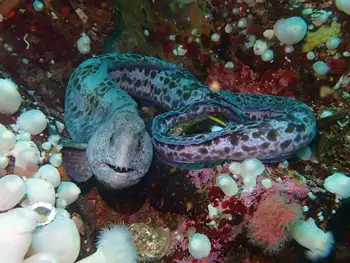 Wolf Eel