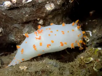 Modest Clown Nudibranch