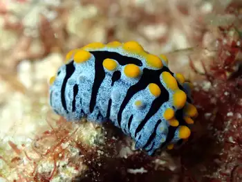 elegant phyllidia nudibranch