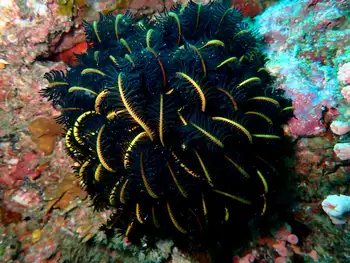 Noble Feather Star