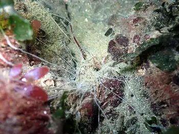 curlyhead spaghetti worm