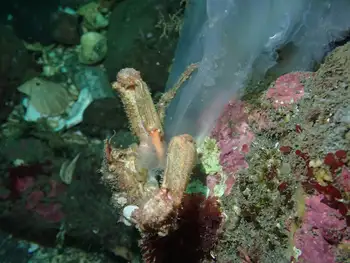 Sharp Nosed Crab